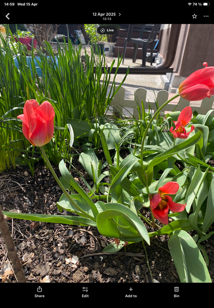 Pantelimon, soseaua Cernica,