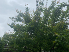 Pantelimon, soseaua Cernica