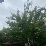 Pantelimon, soseaua Cernica